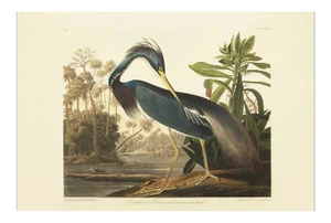 1990s Louisiana Heron by Audubon, Large American Classical or Chinoiserie Print
