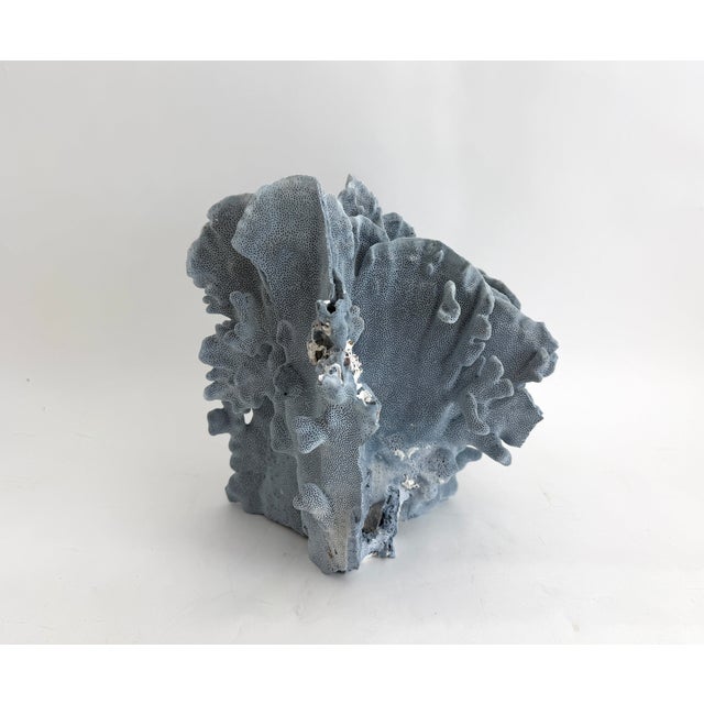Stately Natural Blue Coral Specimen Coastal Decor For Sale - Image 9 of 9