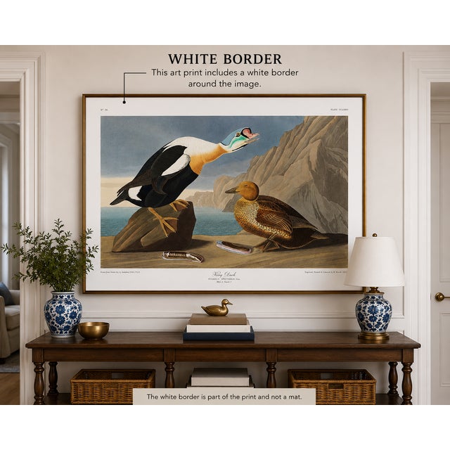 Vintage waterfowl artwork reproduced from Birds of America (1827) by John James Audubon and refined for modern printing....