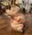 This colorful, antique water pitcher was crafted in Northern France, circa 1880. The jug, titled "Cochon au Jambon" (pig...