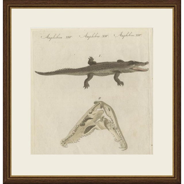 This antique crocodile print shows a crocodile seen from above with its jaws open, together with a detailed study of its...
