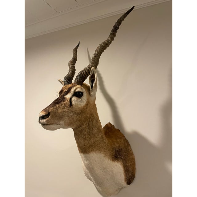 Late 20th Century Vintage African Gazelle Shoulder Mount Taxidermy With Horns For Sale - Image 5 of 12