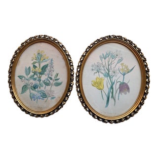 Antique Framed Oval Botanical Prints - a Pair For Sale