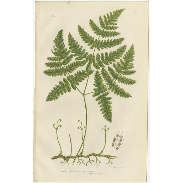 Victorian Hand-Colored Engravings of Rush and Sedge Plants, 1873, Set of 2 For Sale - Image 3 of 9