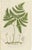 Victorian Hand-Colored Engravings of Rush and Sedge Plants, 1873, Set of 2 For Sale - Image 3 of 9