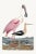 Pink Roseate Spoonbill After Alexander Wilson. Wd - 24x36 For Sale - Image 8 of 8