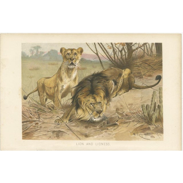 Lion and Lioness, Antique Big Cat Print, Victorian Natural History 1894 This powerful zoological image depicts a lion and...