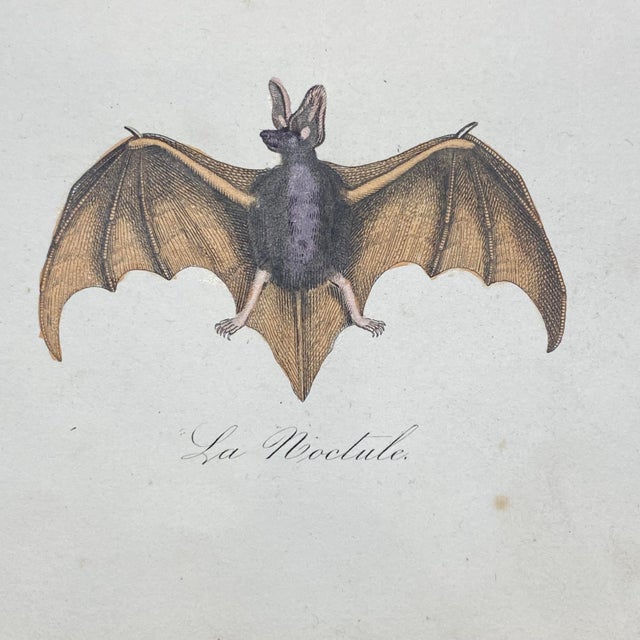 18th Century French Antique 18th Century "La Chauve" Bat Engraving Hand Colored Artwork For Sale - Image 5 of 6