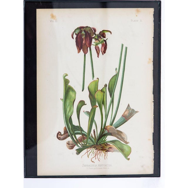 Paper Iris Versicolor Blue Flag Botanical Print on Paper, Usa Early 20th C. For Sale - Image 7 of 8
