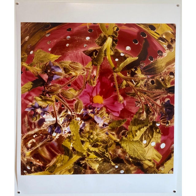 2000 - 2009 Peter C. Jones 1, Conundrum, Floral Large Format Photo 24X20 Color Photograph Beach House RI, 2005 For Sale - Image 5 of 5