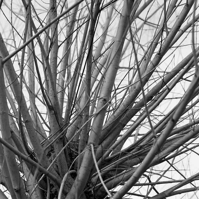 Not Yet Made - Made To Order Paul Cooklin, Tree Branches II, Thornham Walks, Suffolk Art Print IV, Edition of 50 For Sale - Image 5 of 5