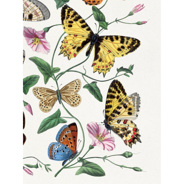 Not Yet Made - Made To Order Butterflies and Moths (Paul Gervais), Vintage Art Print Reproduction, 18" × 24" For Sale - Image 5 of 6