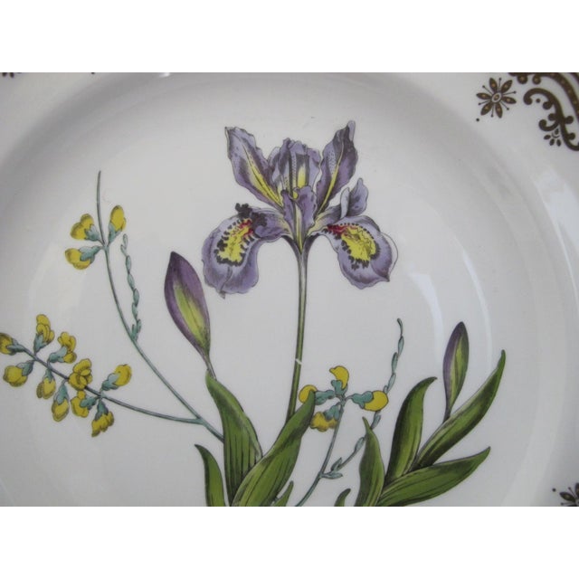 Early 20th Century Spode Stafford Flowers Iris & Sphaerolobium Gilt Bone China Dinner Plate For Sale - Image 5 of 7