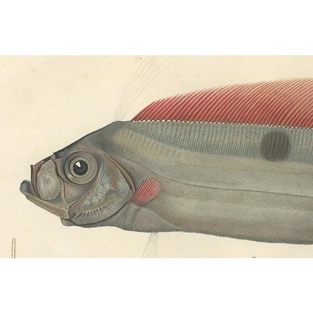 Blanchard, Ribbonfish, Trachypterus Bogmarus, 1845, Hand-Colored Lithograph For Sale - Image 4 of 10