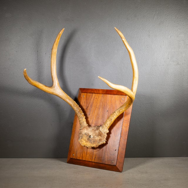ABOUT Vintage mounted dear antlers on a beveled wooden plaque. CREATOR Unknown DATE OF MANUFACTURE c.1940-1970. MATERIALS...