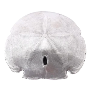 Silver Plated Sand Dollar