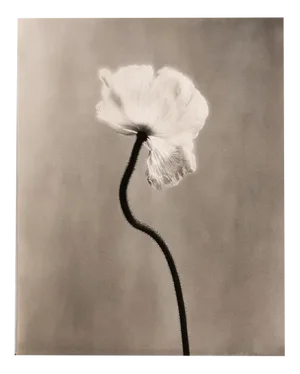 Ugne Pouwell, Poppy No.3, 2023, Photography