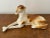 Brown Antique German Porcelain Borzoi Dog Sculpture For Sale - Image 8 of 8