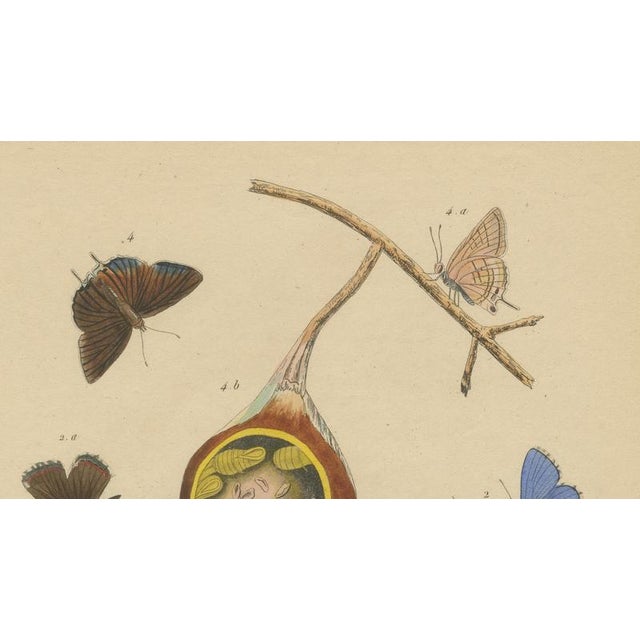 Aug. Duméril, Polyommatus Butterflies and Caterpillars, 1830, Engraving For Sale - Image 4 of 8