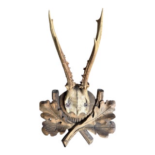 Roe Deer Trophy 221 Black Forest Antlers Mount For Sale