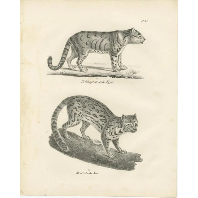 19th-century lithograph of the long-striped tiger and wild asian cat this remarkable 19th-century lithograph showcases two...