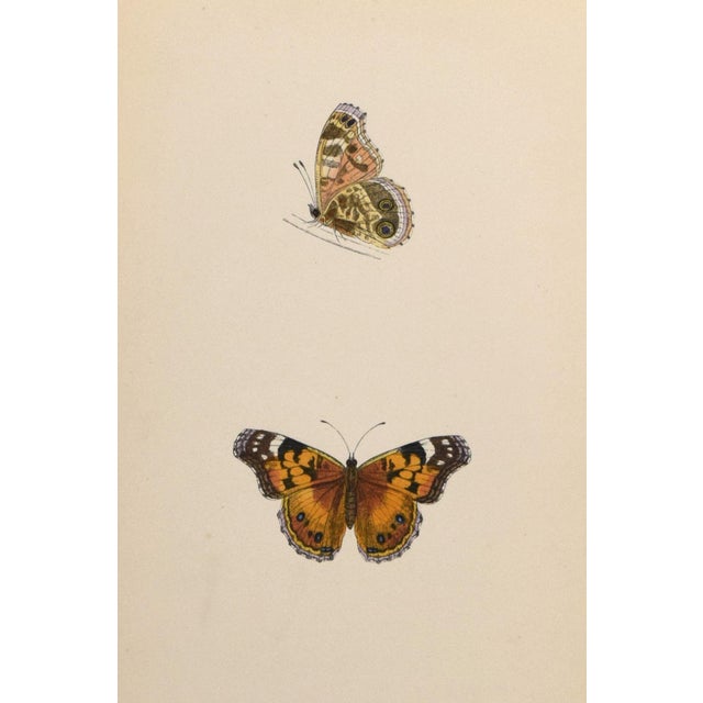 19th Century Antique Morris Butterfly Print Hand Colored Lithograph 1853 For Sale - Image 4 of 4
