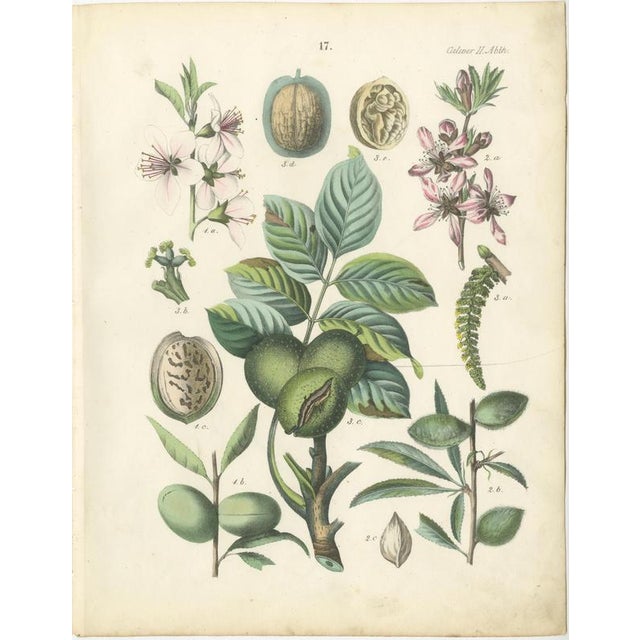 Dr. Calwer, Walnut and Chestnut, 1854, Chromolithographs on Paper, Set of 2 For Sale - Image 3 of 9