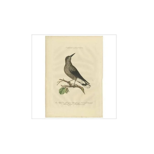 Sepp & Nozeman, Spotted Nutcracker, 1770, Paper For Sale - Image 3 of 5