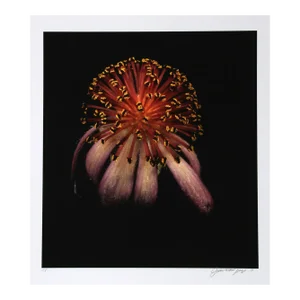 Flower, Jonathan Singer