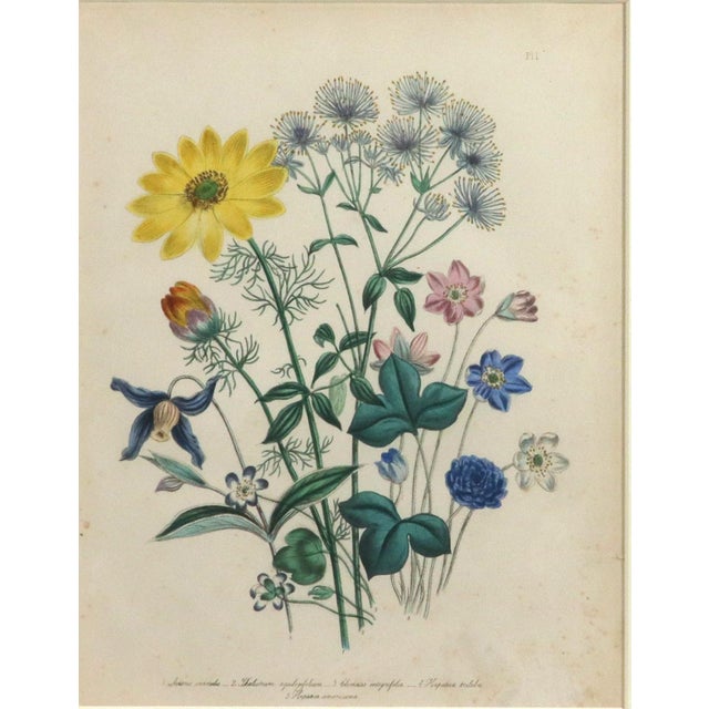 Paper Mid 19th Century Jane Wells Loudon Botanical Prints Framed - a Pair For Sale - Image 7 of 12