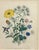 Paper Mid 19th Century Jane Wells Loudon Botanical Prints Framed - a Pair For Sale - Image 7 of 12