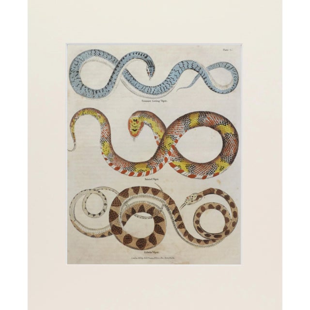 19th Century hand colored snake engraving. Antique copper plate published by Thomas Kelly, London for "A Natural History,...