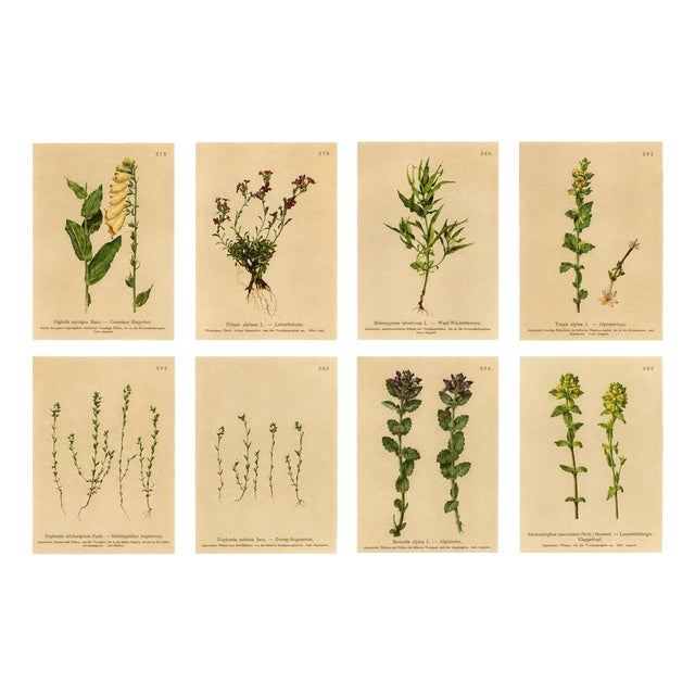 After Anton Hartinger, Alpine Foxglove & Wildflowers Small Seizded Botanical Plates, 1897, Prints, Set of 8 For Sale