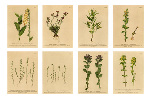 After Anton Hartinger, Alpine Foxglove & Wildflowers Small Seizded Botanical Plates, 1897, Prints, Set of 8