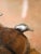 Late 20th Century Vintage Jan Barboglio Hand-Carved Wood Bowl With Cast Iron Birds For Sale - Image 5 of 8