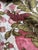 Vintage Mid-Century Bird & Floral Cotton Sateen Drapery Panels | Pair For Sale - Image 9 of 11