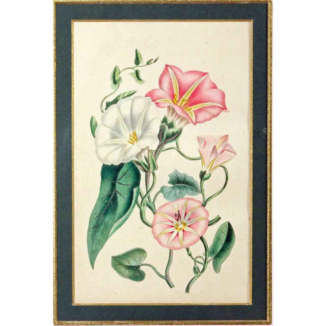 Robert Mackenzie Stark Pair of Botanical Prints From ‘Lessons From the Vegetable World’ For Sale - Image 11 of 11