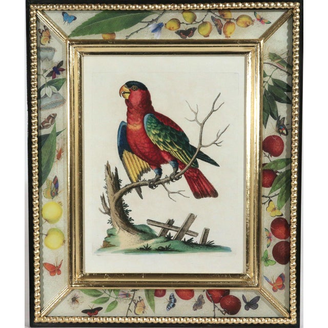 Ivory !8th-Century Engraved Prints of Exotic Birds by George Edwards With Decoupage Frames (12) For Sale - Image 8 of 14