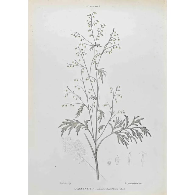 Lithograph hand watercolored. Belongs to the Series "Atlante di Botanica popolare ossia Illustrazione di Piante Notevoli...