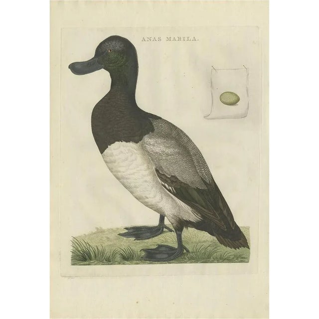 Late 18th Century Sepp & Nozeman, Greater Scaup, 1797, Paper For Sale - Image 5 of 5