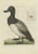 Late 18th Century Sepp & Nozeman, Greater Scaup, 1797, Paper For Sale - Image 5 of 5