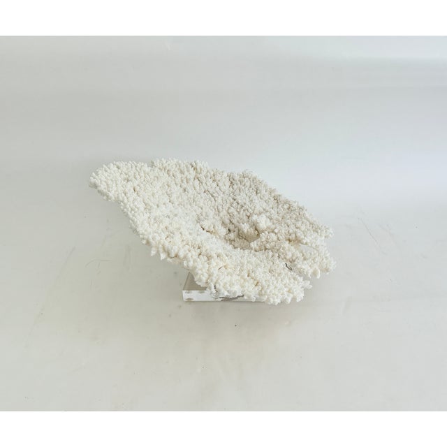 White Natural Table Coral on Acrylic Base For Sale - Image 8 of 8