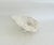 White Natural Table Coral on Acrylic Base For Sale - Image 8 of 8