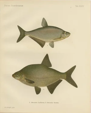 Bream and White Bream, 1895, Paper