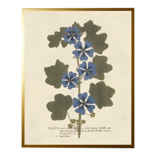 Blue Malva Print in Gold Shadowbox - 23" x 29" For Sale
