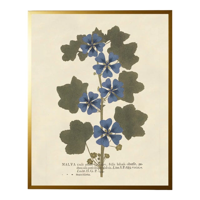 Blue Malva Print in Gold Shadowbox - 23" x 29" For Sale