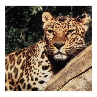 Cheetah, Unknown Artist Giclee Print on Canvas For Sale