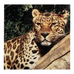 Cheetah, Unknown Artist Giclee Print on Canvas
