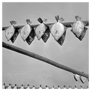 Turbots Hanging Out for Drying, Germany, 1930, Photograph For Sale