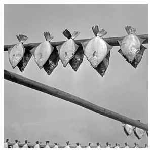 Turbots Hanging Out for Drying, Germany, 1930, Photograph